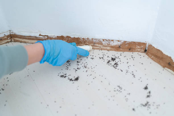 Best Emergency Pest Control  in Pine Mountain Lake, CA